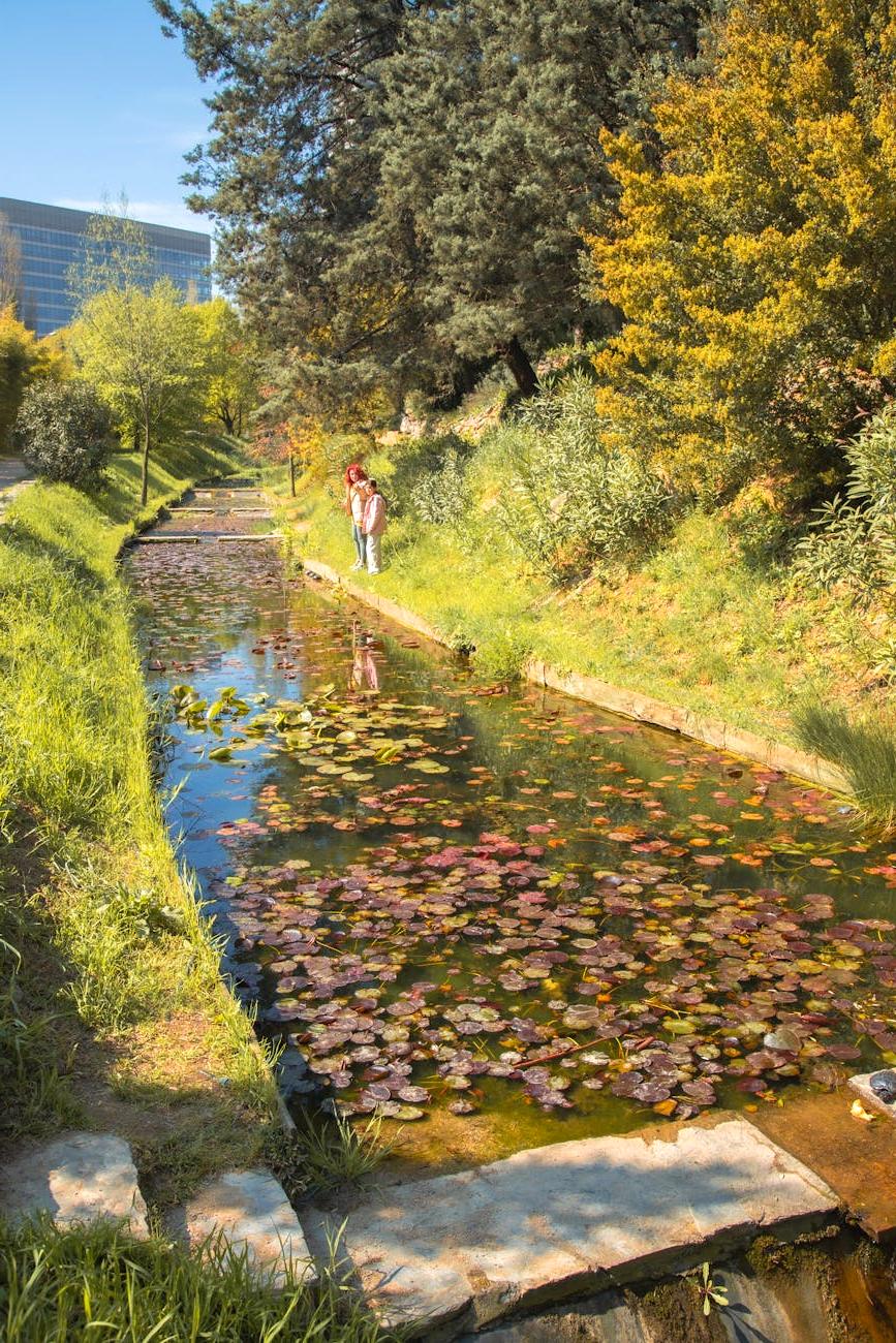 Canal cu nuferi